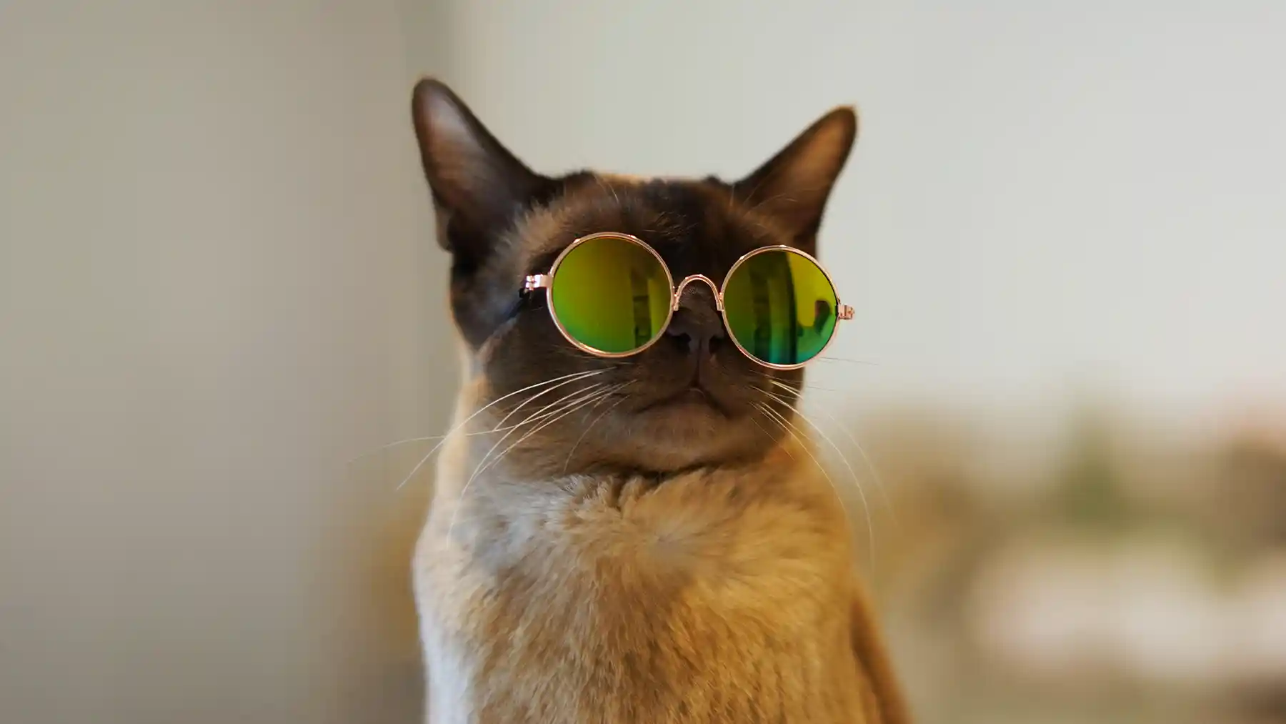 Cat wearing sunglasses